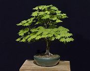 Acer shirasawanum Koidz. 'Microphyllum' Acer shirasawanum Koidz. 'Microphyllum'