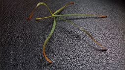 Acer palmatum ssp amoenum 'Red Pygmy' Acer palmatum ssp amoenum 'Red Pygmy' - Leaf