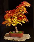 Bonsai-Erable-Acer Acer palmatum 'Aocha Nishiki'