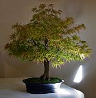 Bonsai-Erable-Acer Acer amoenum 'Dissectum Seiryu'