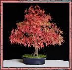 Bonsai-Erable-Acer Acer palmatum 'Seiryu'
