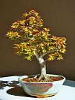 Bonsai-Erable-Acer Acer palmatum 'Koto Hime'