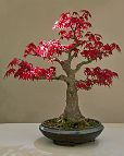 Bonsai-Erable-Acer Acer palmatum 'Deshojo'