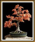 Bonsai-Erable-Acer Acer palmatum 'Katsura'