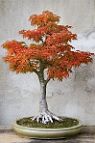 Bonsai-Erable-Acer Acer palmatum 'Shishigashira'