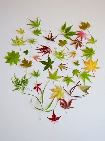 Maple leaves MAPLE LEAVES BONSAI Feuilles d'érables bonsaï