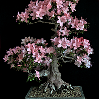 Azalée-bonsai Rhododendron indicum 'Nikko' (azalée satsuki)