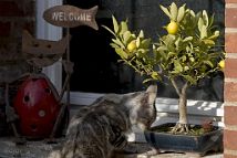 bonsai-chat Nymphéa