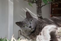 bonsai-chat Prunelle