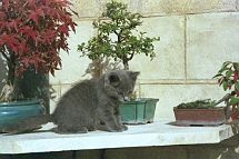 bonsai-chat Prunelle