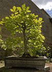 IMG_2858 - copie Quercus robur L.