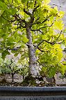 Chêne-pédonculé-bonsai Quercus robur L.