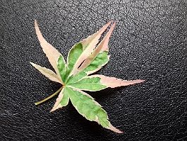 Acer palmatum 'Beni shishihenge' Acer palmatum 'Beni shishihenge' - Leaf