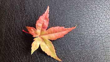 Acer palmatum 'Deshojo' Acer palmatum 'Deshojo' - Leaf