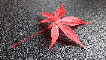 Acer palmatum 'Katsura' Acer palmatum 'Katsura' - Leaf