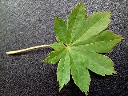 Acer shirasawanum Koidz. 'Microphyllum' Acer shirasawanum Koidz. 'Microphyllum' - Leaf