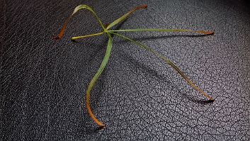 Acer palmatum ssp amoenum 'Red Pygmy' Acer palmatum ssp amoenum 'Red Pygmy' - Leaf