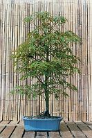 Acer palmatum ssp. amoenum Dissectum 'Seiryu' Acer palmatum ssp. amoenum Dissectum 'Seiryu'