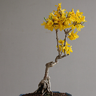 Bonsai-forsythia Forsythia x intermedia Zabel