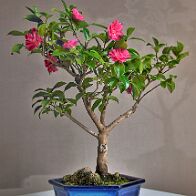 Bonsai-Camélia Camellia sasanqua