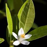Bonsai-Limettier-Citron-vert Citrus aurantiifolia (Christm.) Swingle