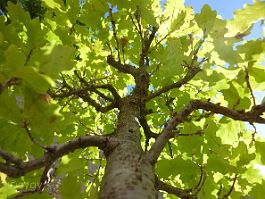 Chêne-pédonculé-bonsai Quercus robur L.