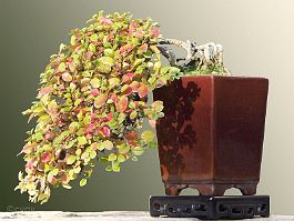 cotoneaster-bonsai Cotoneaster horizontalis N°1 ( 2006 )