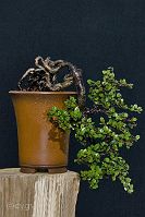cotoneaster-bonsai Cotoneaster horizontalis N°1 ( 2011 )