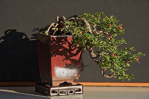 cotoneaster-bonsai Cotoneaster horizontalis N°1 ( 2019 )
