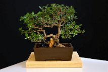 Olivier sauvage-oleastre-bonsai Olea europaea var. sylvestris (Mill.)