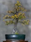 bonsai-orme-chine Ulmus parvifolia - Jacq.