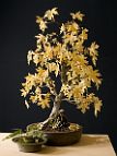 liquidambar-bonsai Liquidambar orientalis