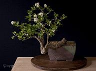 ligustrum-bonsai Ligustrum vulgare L.