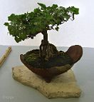 lierre-bonsai Hedera helix L.