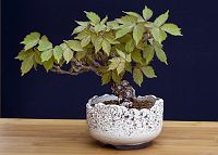 Vigne vierege-bonsaï Parthenocissus quinquefolia (L.) Planch.
