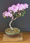Azalée-bonsai Rhododendron indicum (azalée satsuki)