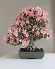 Azalée-bonsai Rhododendron indicum 'Nikko' (azalée satsuki)