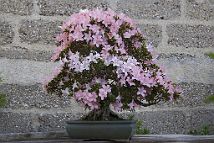 Azalée-bonsai Rhododendron indicum 'Nikko' (azalée satsuki)
