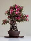 Azalée-bonsai Rhododendron (Williamsianum-hybrid) 'Karin'