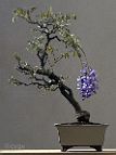 Glycine-bonsai Wisteria sinensis