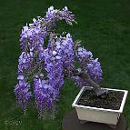 Glycine-bonsai Wisteria sinensis