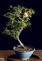 Grenadier-bonsai Punica granatum L. var 'nana '