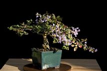 Lilas des Indes-bonsai Lagerstroemia indica 'Cordon bleu'