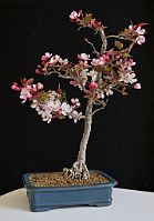 Pommier-malus-bonsai Malus x 'Coccinella'