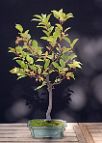 Pommier-malus-bonsai Malus sieboldii (Regel ex Dippel) Rehder