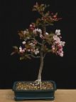 Pommier-malus-bonsai Malus x 'Coccinella'