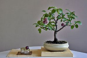 Prunus-bonsai Prunus domestica L. (Prunier)