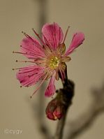 Prunus-bonsai Prunus mume var. 'Hibai' ( Abricotier du Japon)