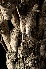 Ginkgo - bonsai Ginkgo biloba L.
