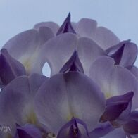 Glycine-bonsai Wisteria sinensis
